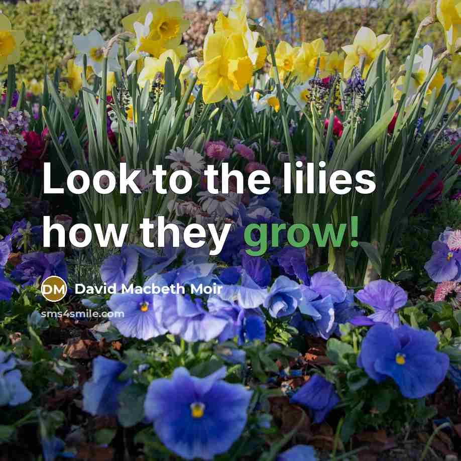 “Look to the lilies how they grow!…” quote by David Macbeth Moir