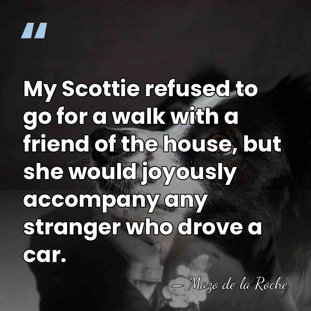 My Scottie refused to go for a walk with a friend of&hellip; - Mazo de la Roche