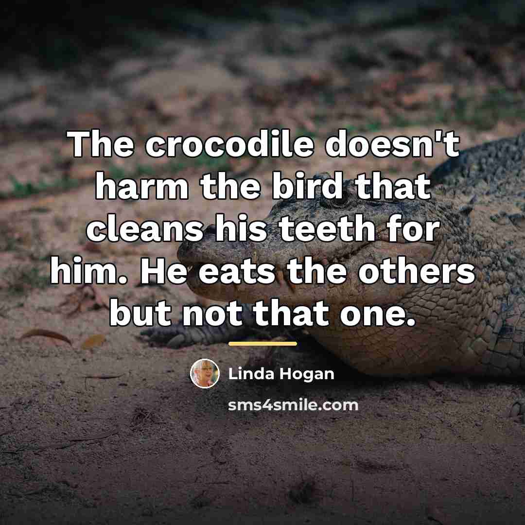 “The crocodile doesn't harm the bird that cleans his teeth…” quote by Linda Hogan