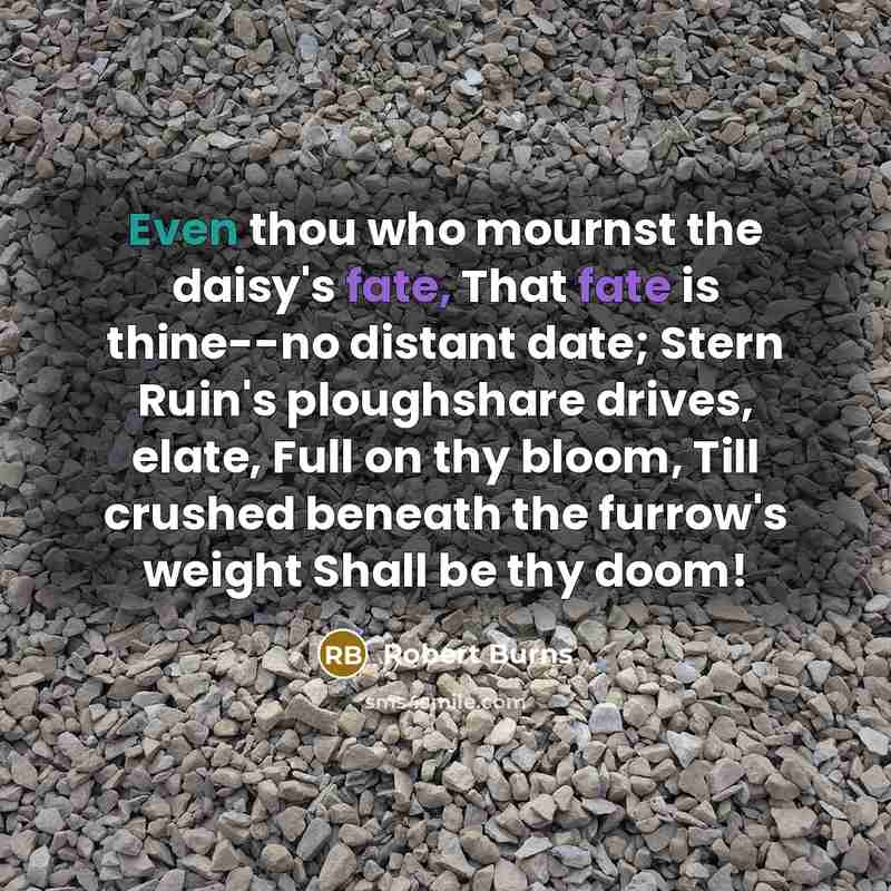 “Even thou who mournst the daisy's fate, That fate is…” quote by Robert Burns