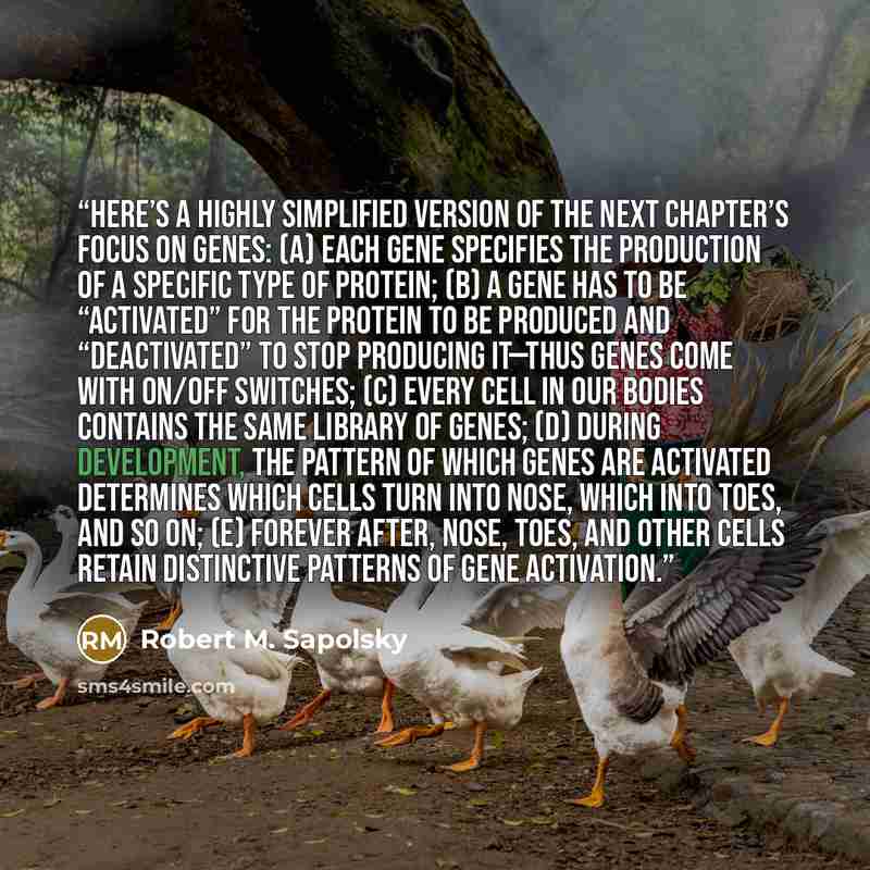 “here’s a highly simplified version of the next chapter’s focus on genes: (a) each gene specifies the production of a specific type of protein; (b) a gene has to be “activated” for the protein to be produced and “deactivated” to stop producing it—thus genes come with on/off switches; (c) every cell…” quote by Robert M. Sapolsky