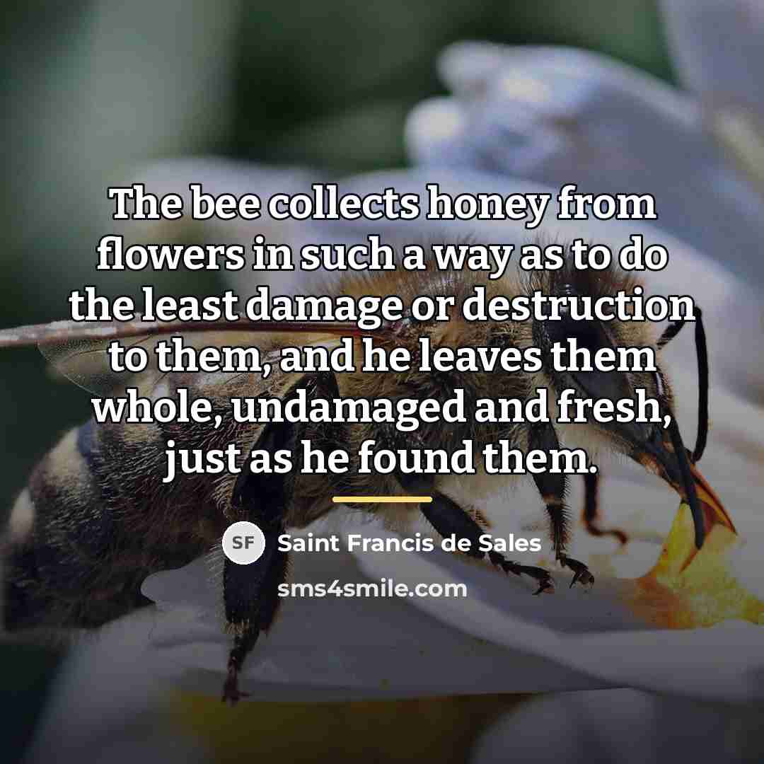 “The bee collects honey from flowers in such a way…” quote by Saint Francis de Sales