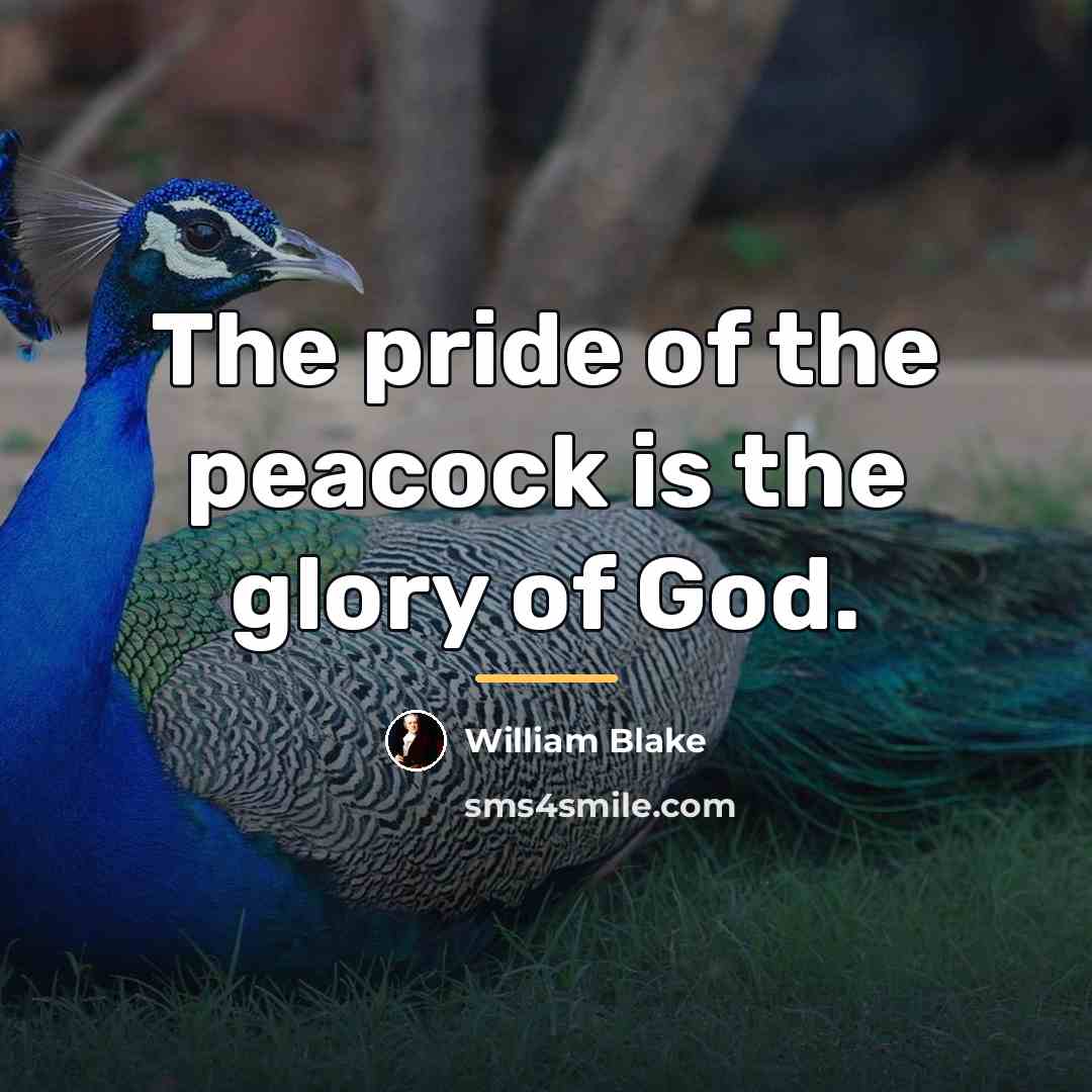 “The pride of the peacock is the glory of God.…” quote by William Blake