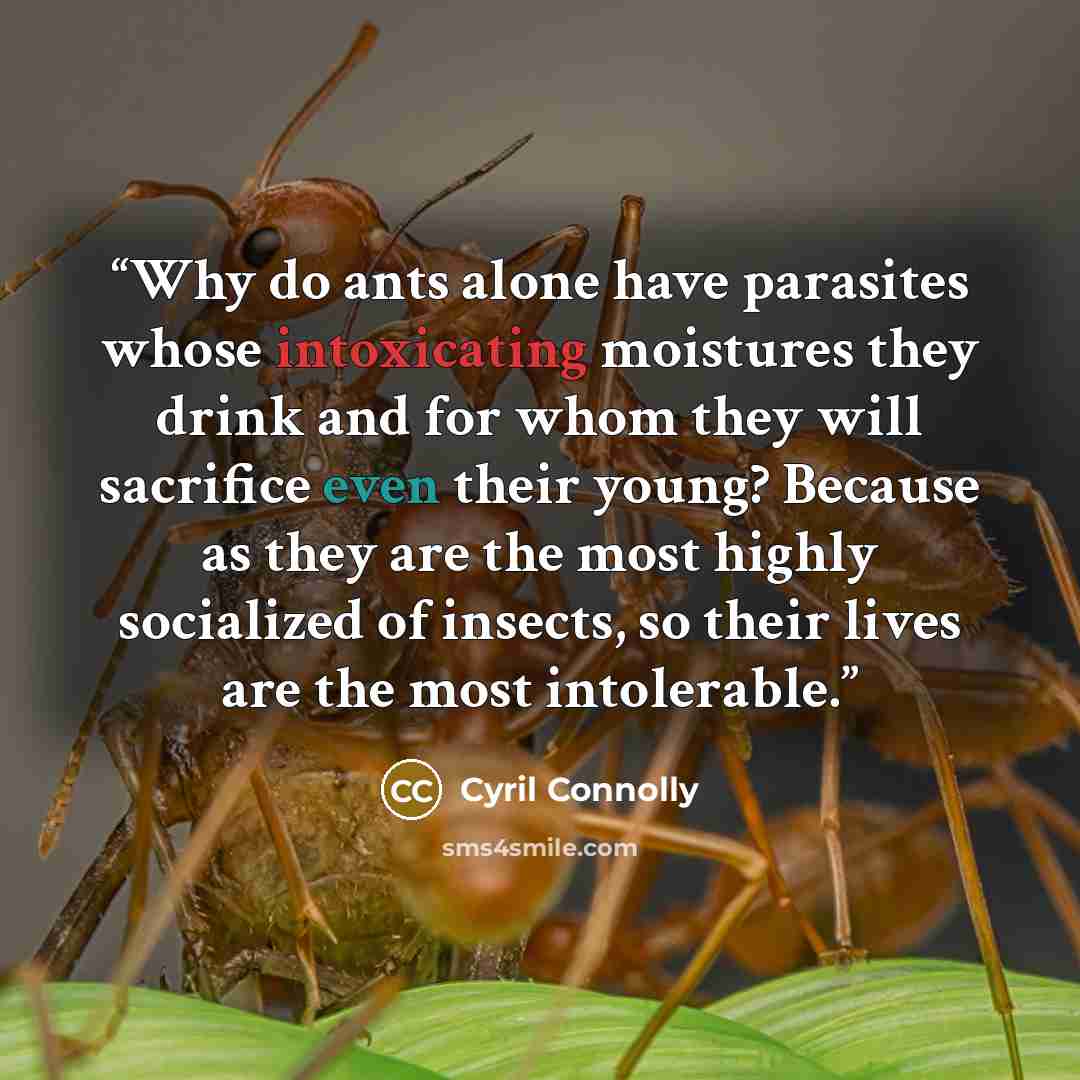 “Why do ants alone have parasites whose intoxicating moistures they drink and for whom they will sacrifice even their young? Because as they are the most highly socialized of insects, so their lives are the most intolerable.” quote by Cyril Connolly