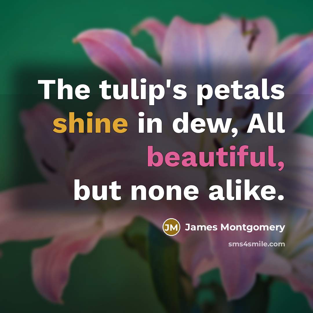 “The tulip's petals shine in dew, All beautiful, but none…” quote by James Montgomery