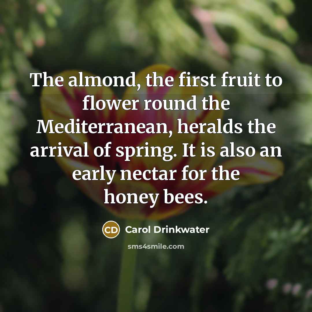 “The almond, the first fruit to flower round the Mediterranean,…” quote by Carol Drinkwater