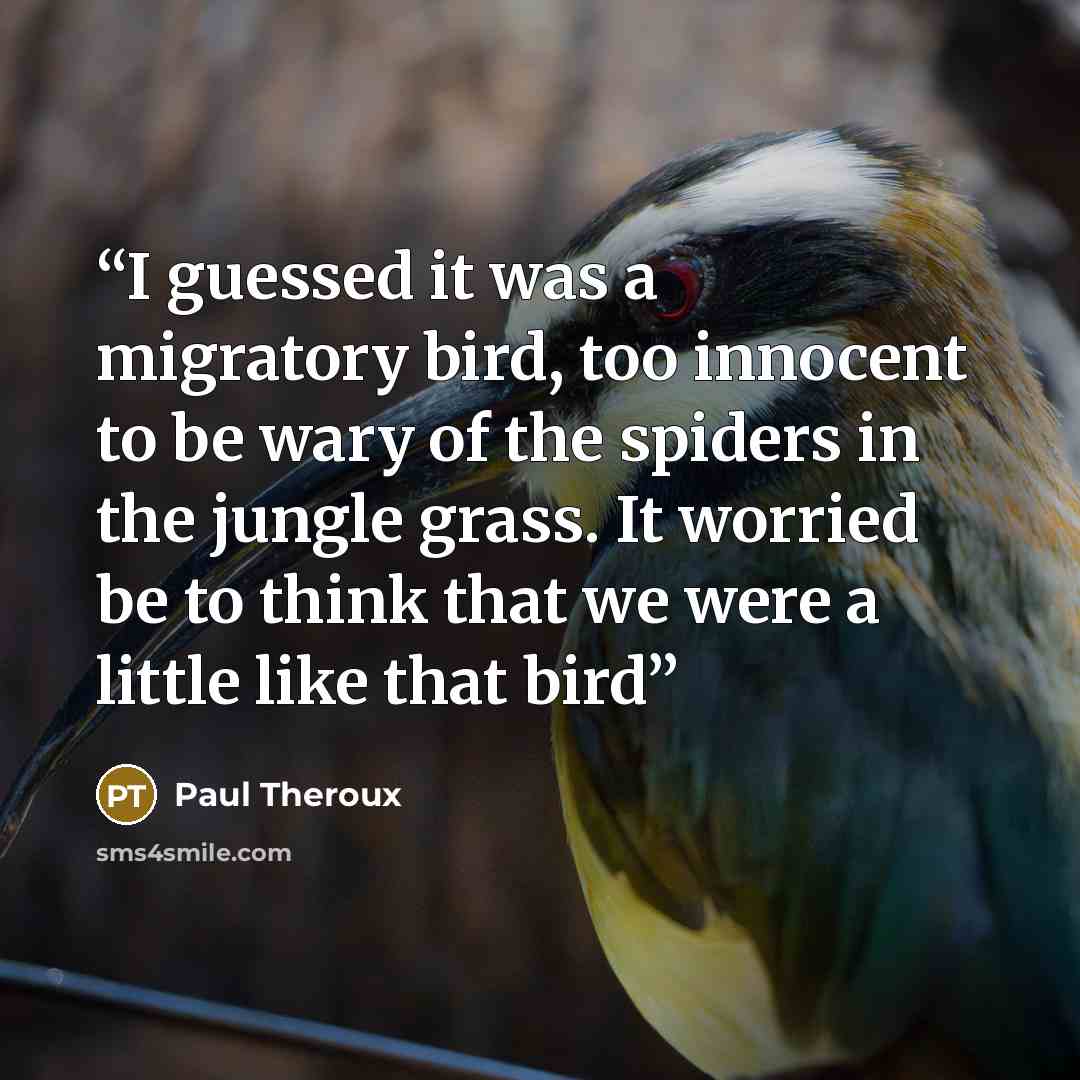 “I guessed it was a migratory bird, too innocent to be wary of the spiders in the jungle grass. It worried be to think that we were a little like that bird” quote by Paul Theroux