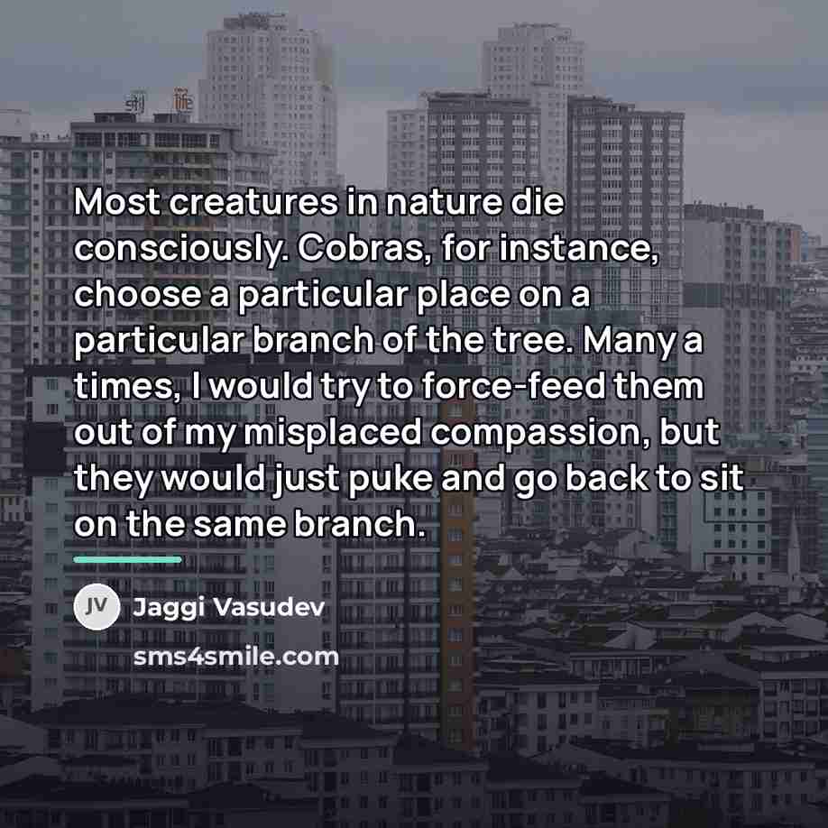 “Most creatures in nature die consciously. Cobras, for instance, choose…” quote by Jaggi Vasudev