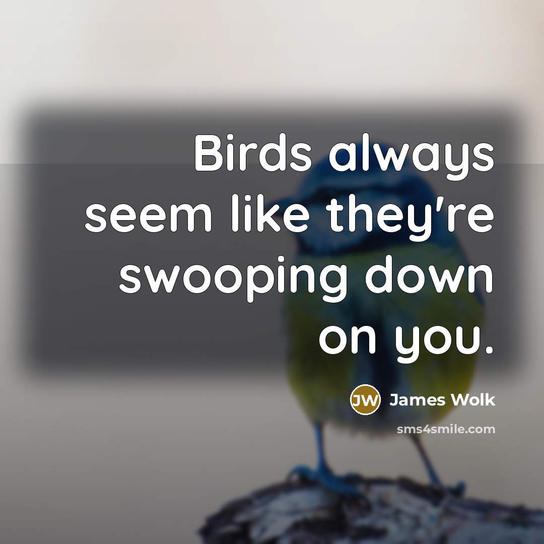 “Birds always seem like they're swooping down on you.…” quote by James Wolk
