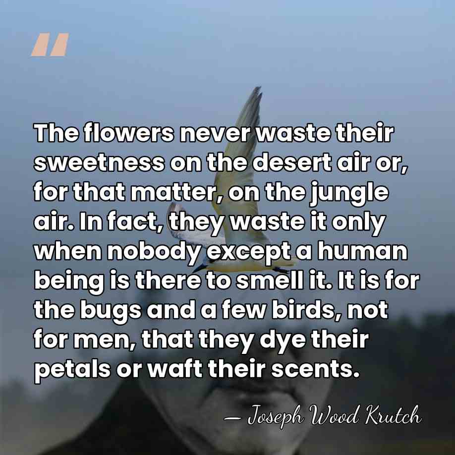 The flowers never waste their sweetness on the desert air or, for&hellip; - Joseph Wood Krutch
