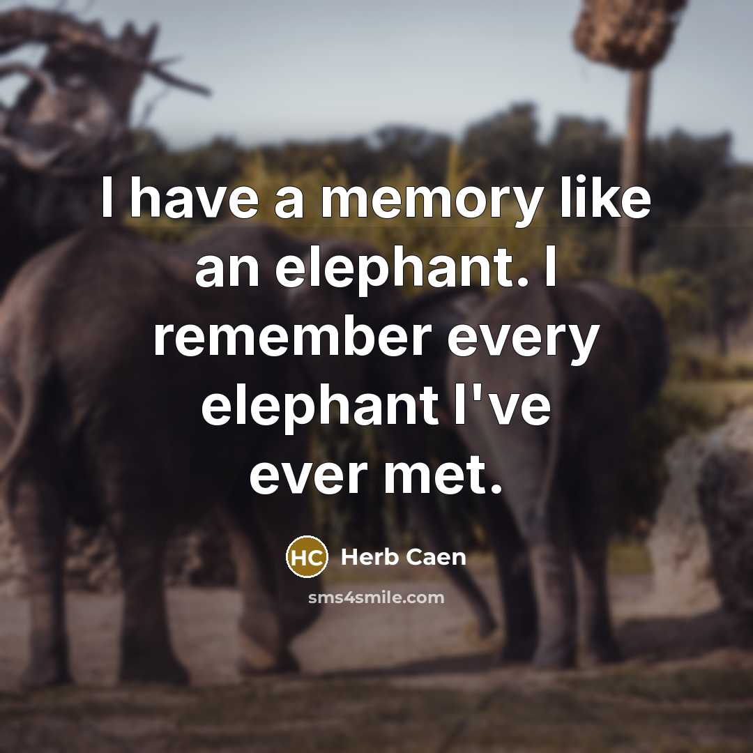 “I have a memory like an elephant. I remember every…” quote by Herb Caen