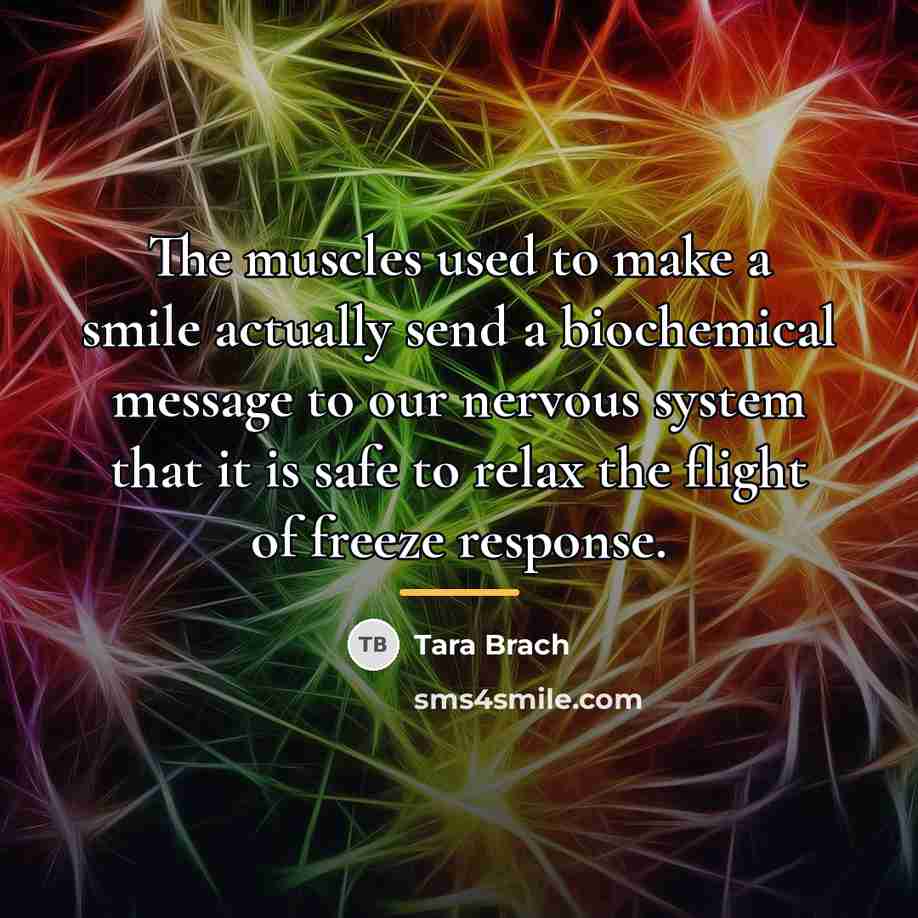 “The muscles used to make a smile actually send a…” quote by Tara Brach