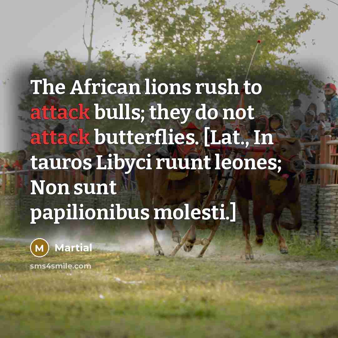 “The African lions rush to attack bulls; they do not…” quote by Martial