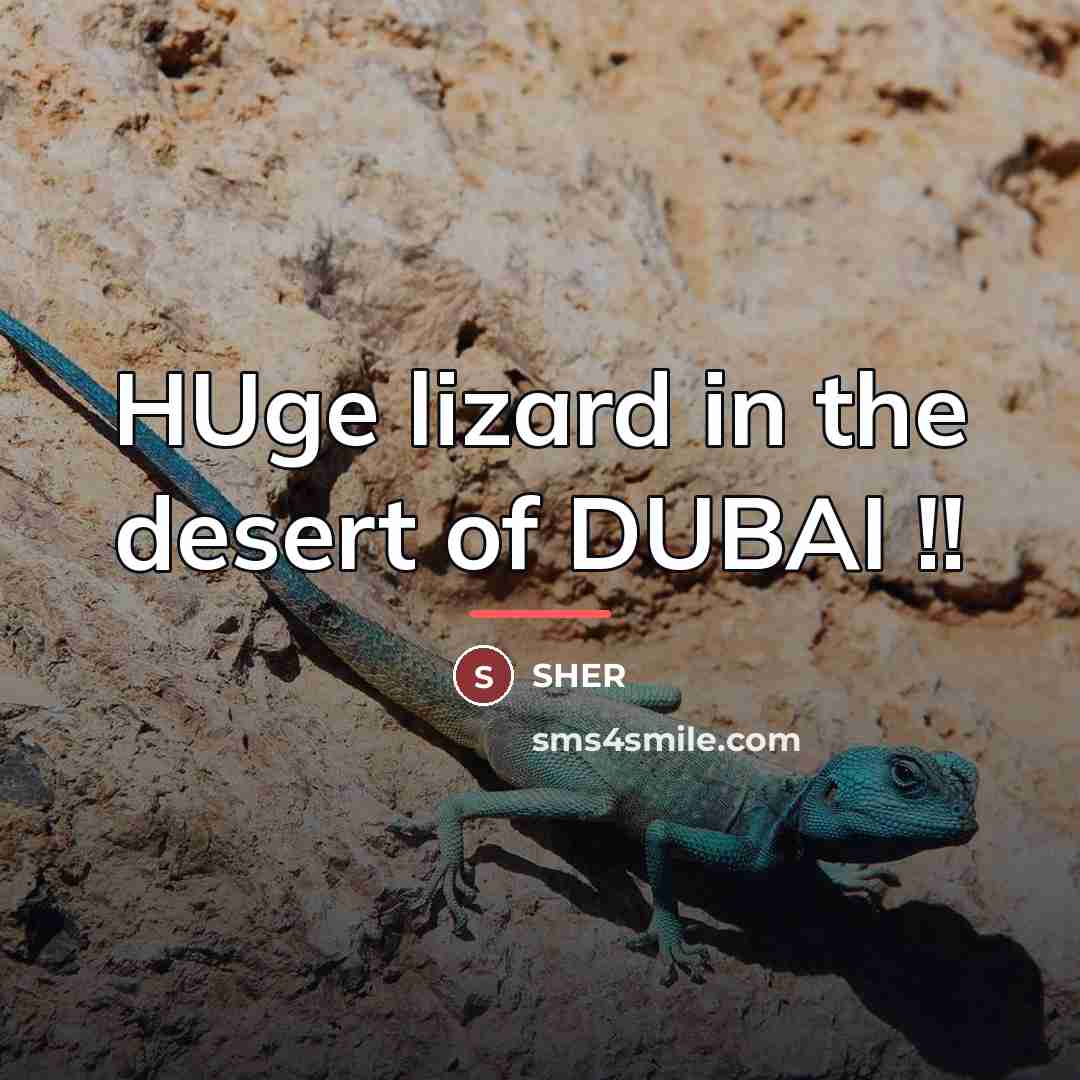 “HUge lizard in the desert of DUBAI !!…” quote by SHER