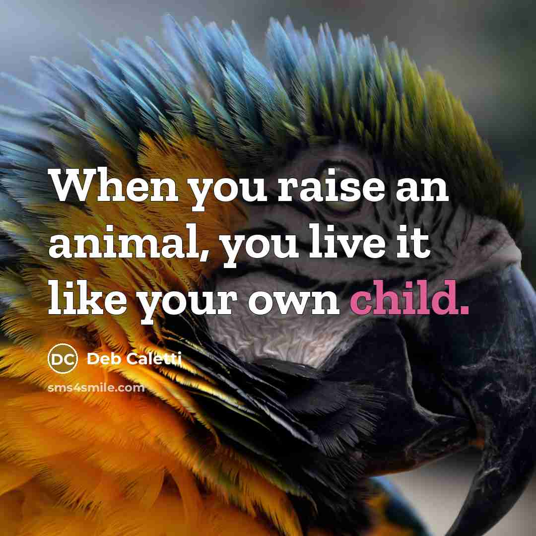 “When you raise an animal, you live it like your…” quote by Deb Caletti
