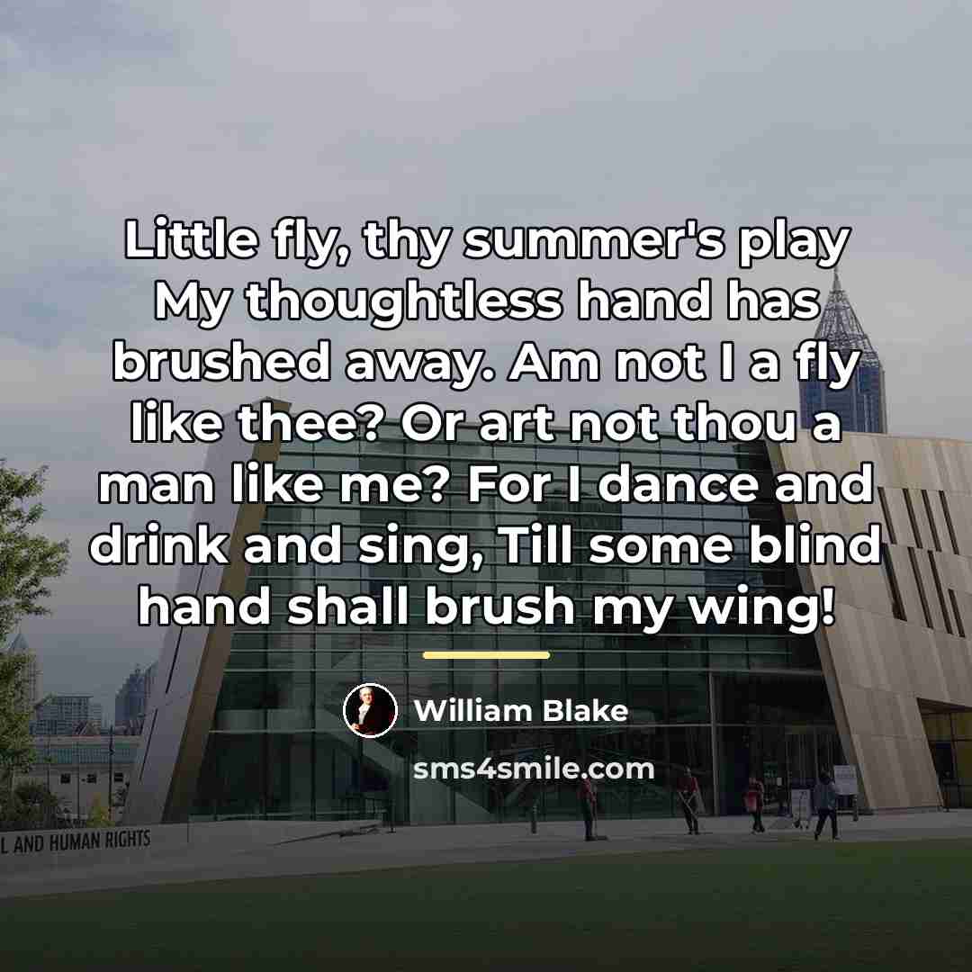 “Little fly, thy summer's play My thoughtless hand has brushed…” quote by William Blake