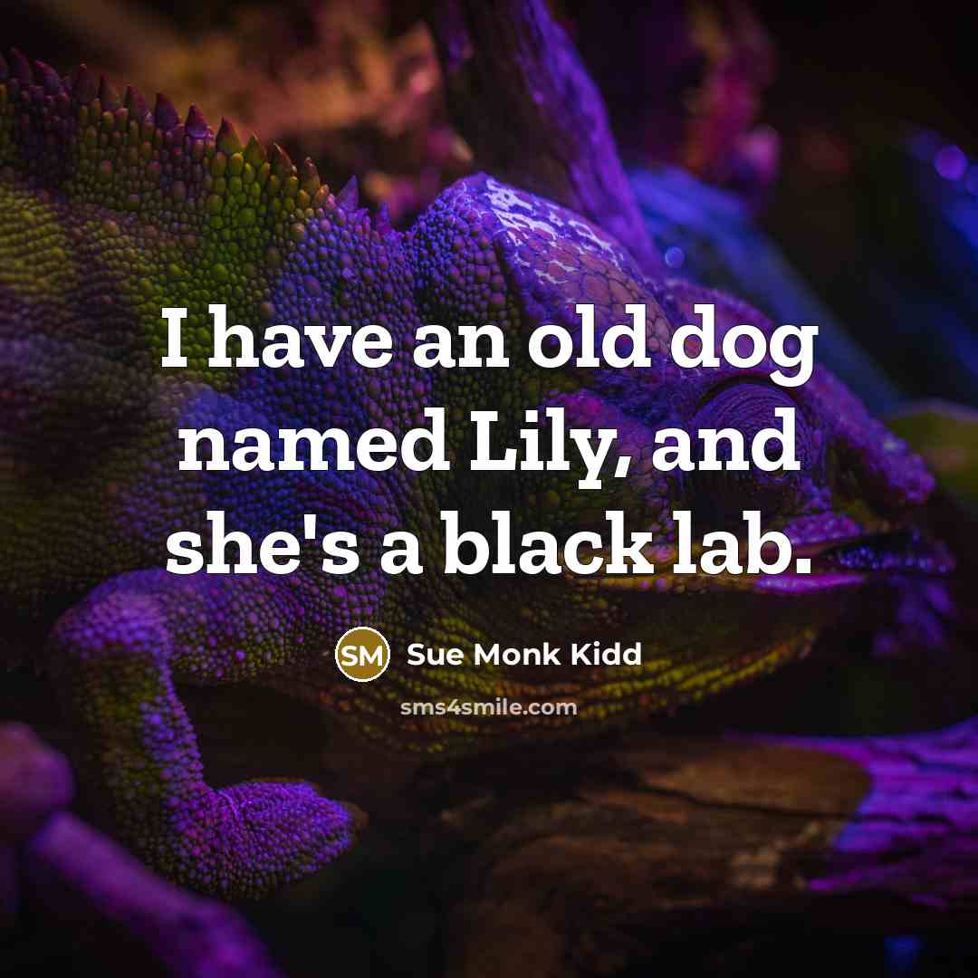 “I have an old dog named Lily, and she's a black lab.” quote by Sue Monk Kidd