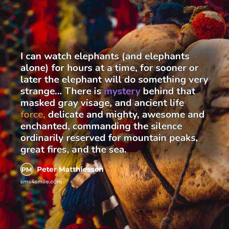 “I can watch elephants (and elephants alone) for hours at…” quote by Peter Matthiessen