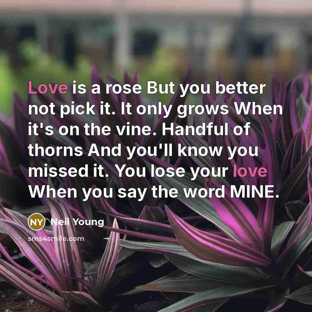 “Love is a rose But you better not pick it.…” quote by Neil Young