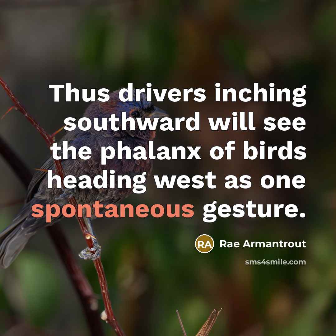 “Thus drivers inching southward will see the phalanx of birds…” quote by Rae Armantrout