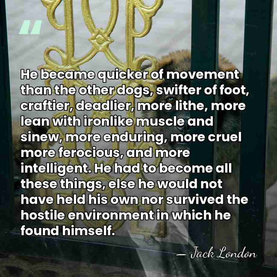He became quicker of movement than the other dogs, swifter of foot,&hellip; - Jack London