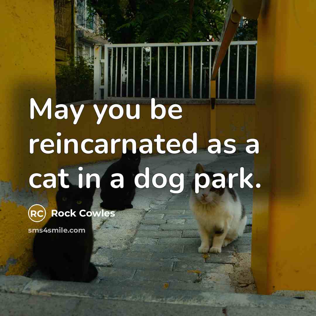“May you be reincarnated as a cat in a dog…” quote by Rock Cowles