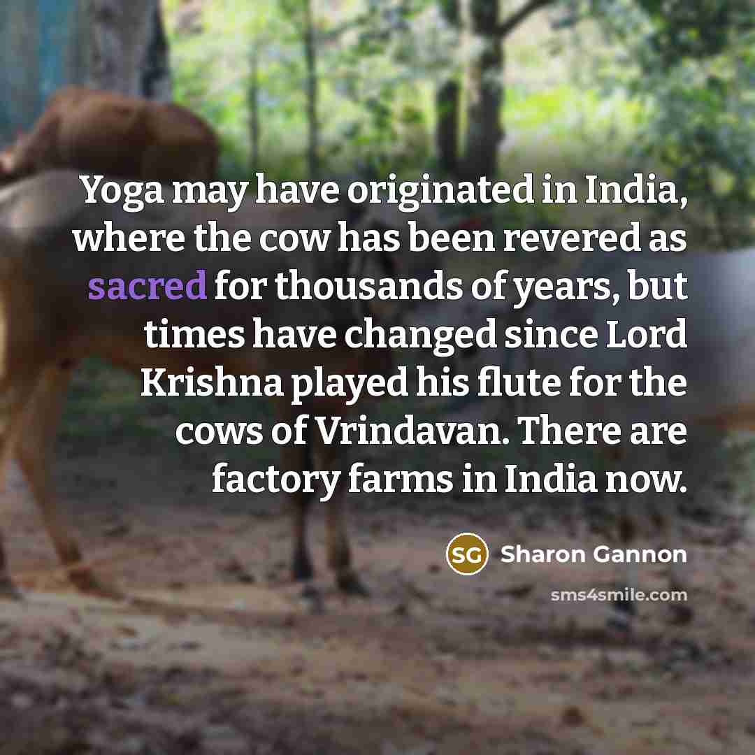 “Yoga may have originated in India, where the cow has…” quote by Sharon Gannon