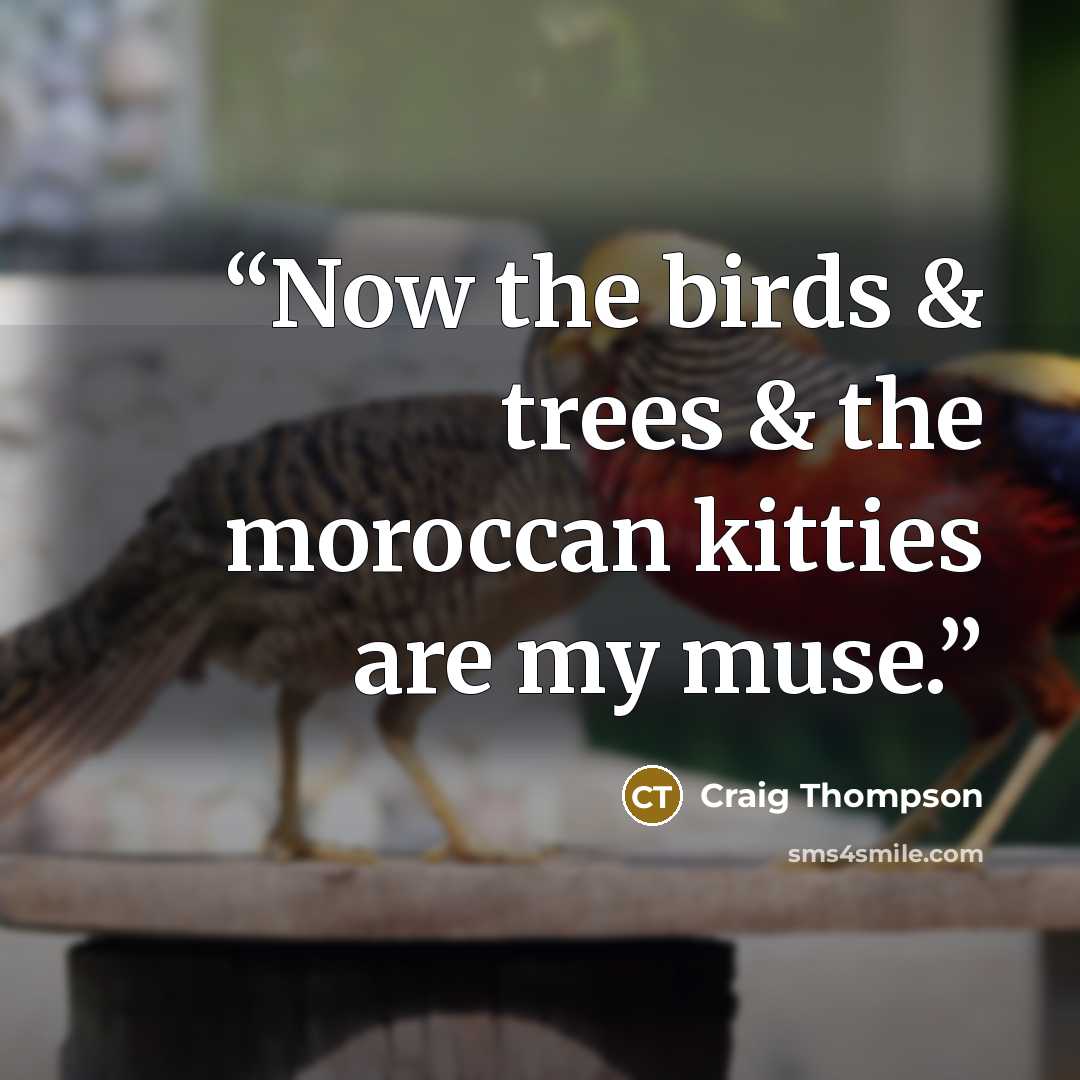 “Now the birds & trees & the moroccan kitties are my muse.” quote by Craig Thompson