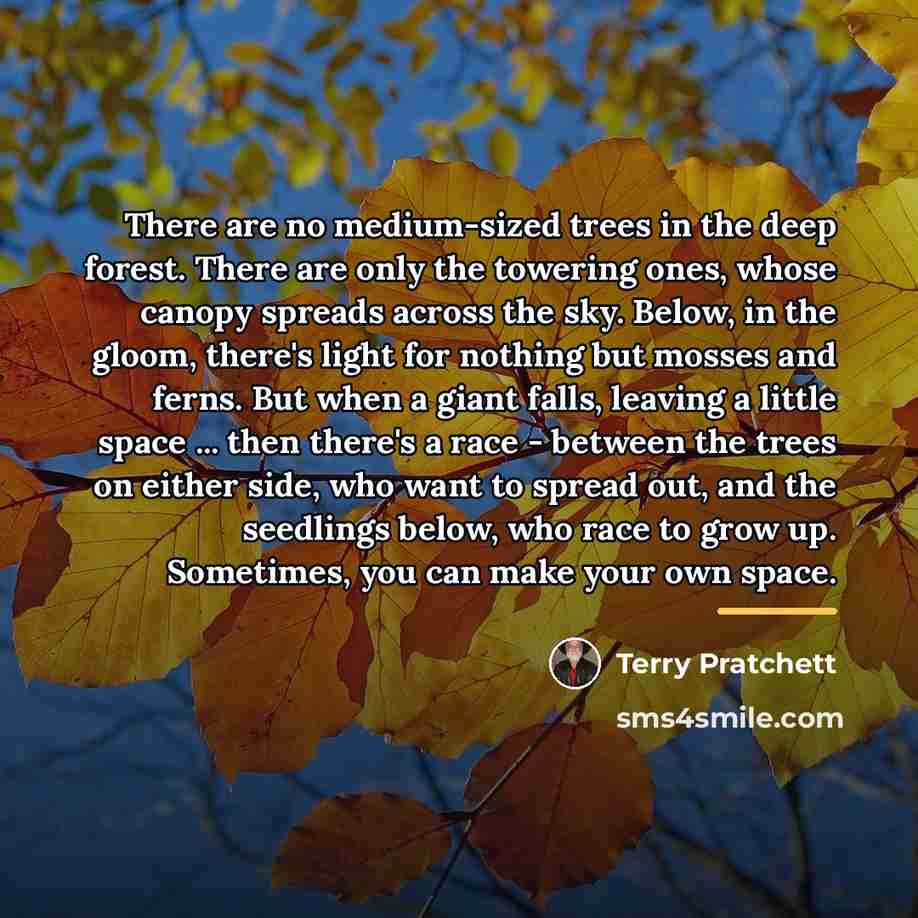 “There are no medium-sized trees in the deep forest. There…” quote by Terry Pratchett