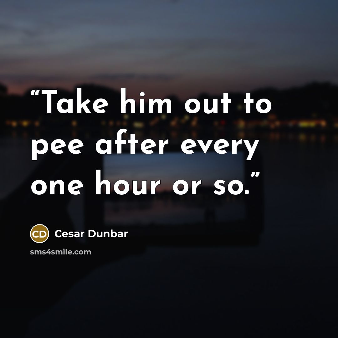 “Take him out to pee after every one hour or so.” quote by Cesar Dunbar