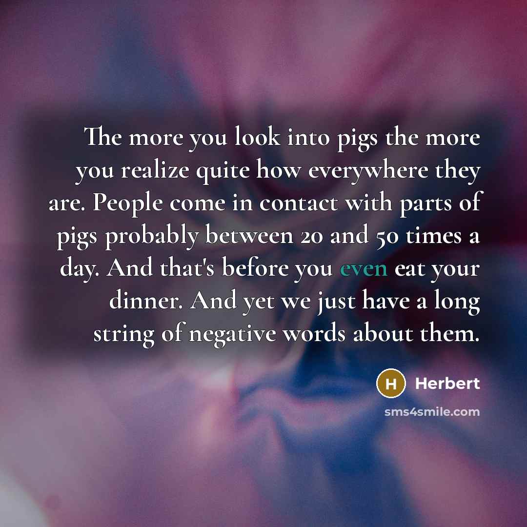 “The more you look into pigs the more you realize…” quote by Herbert