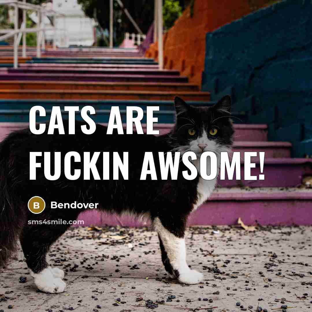 “Cats are fuckin awsome!” quote by Bendover