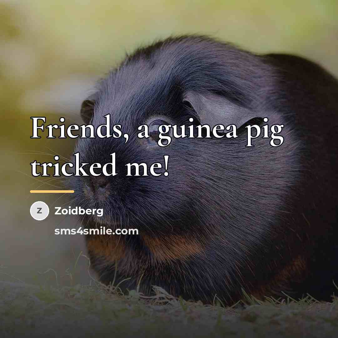 “Friends, a guinea pig tricked me!…” quote by Zoidberg