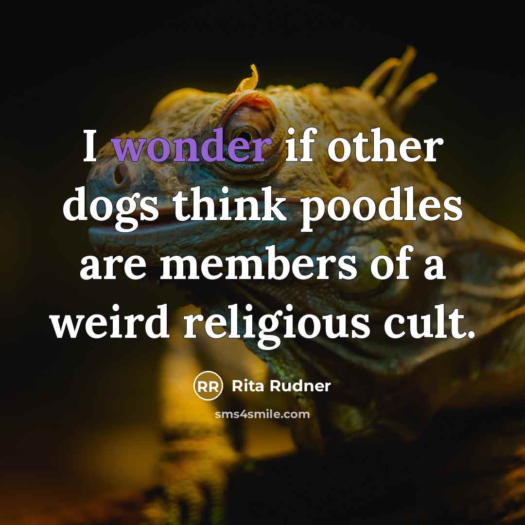 “I wonder if other dogs think poodles are members of a weird religious cult.” quote by Rita Rudner