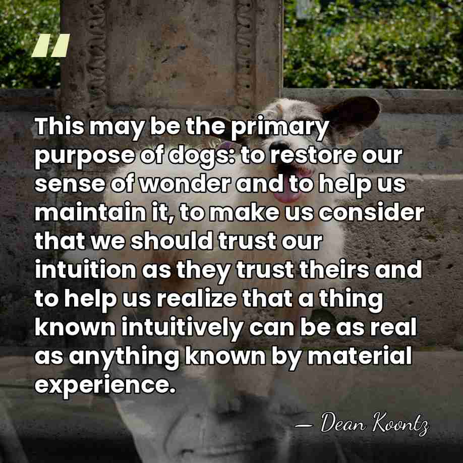 This may be the primary purpose of dogs: to restore our sense&hellip; - Dean Koontz