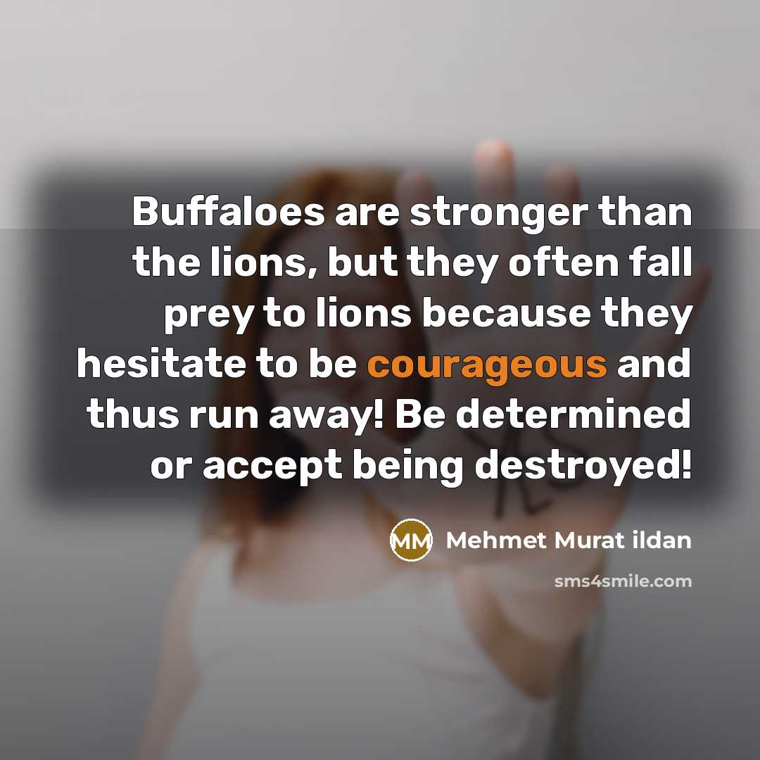 “Buffaloes are stronger than the lions, but they often fall…” quote by Mehmet Murat Ildan