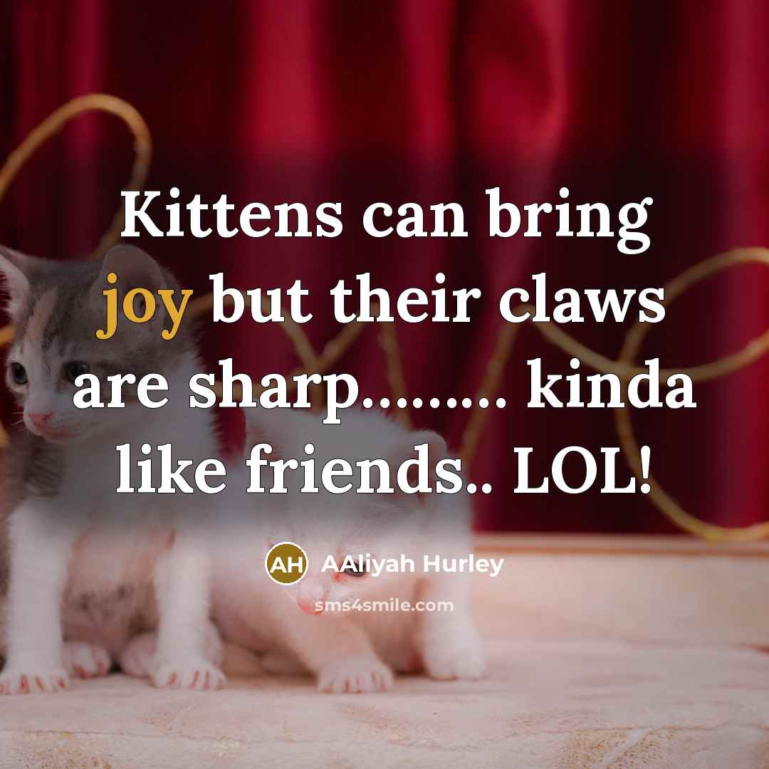 “Kittens can bring joy but their claws are sharp...................... kinda…” quote by AAliyah Hurley