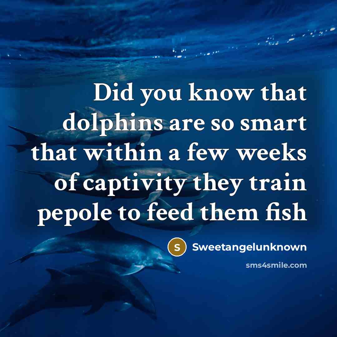 “Did you know that dolphins are so smart that within a few weeks of captivity they train pepole to feed them fish” quote by Sweetangelunknown