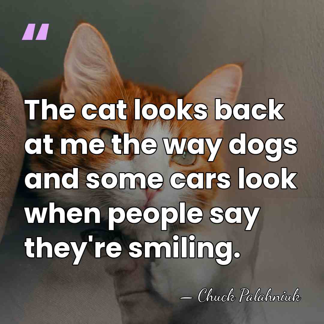 The cat looks back at me the way dogs and some cars&hellip; - Chuck Palahniuk