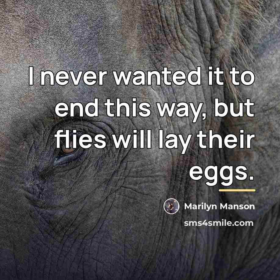 “I never wanted it to end this way, but flies…” quote by Marilyn Manson