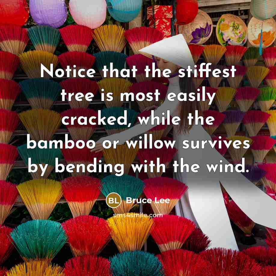 “Notice that the stiffest tree is most easily cracked, while…” quote by Bruce Lee
