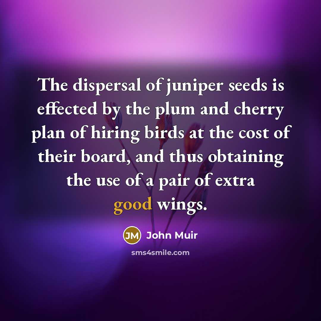 “The dispersal of juniper seeds is effected by the plum…” quote by John Muir