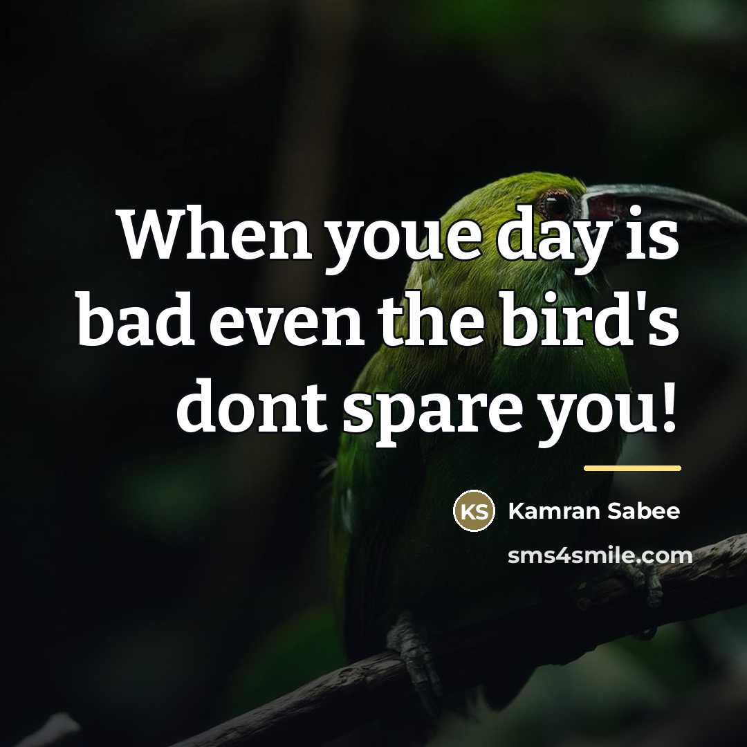 “When youe day is bad even the bird's dont spare…” quote by Kamran Sabee