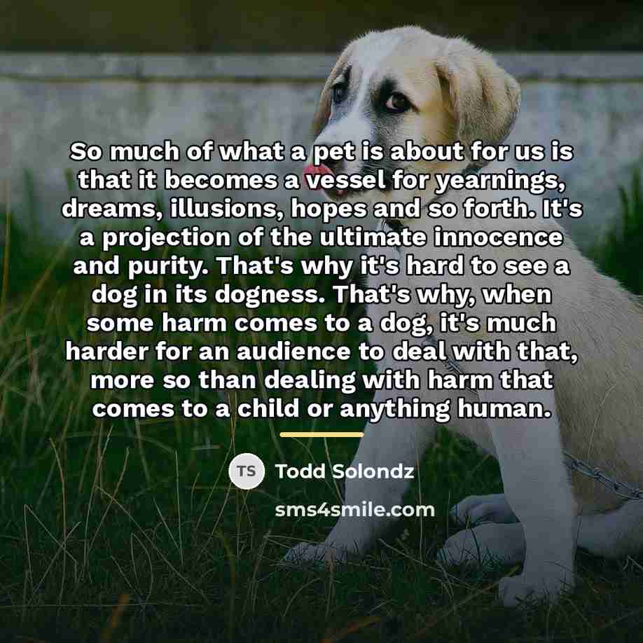 “So much of what a pet is about for us…” quote by Todd Solondz