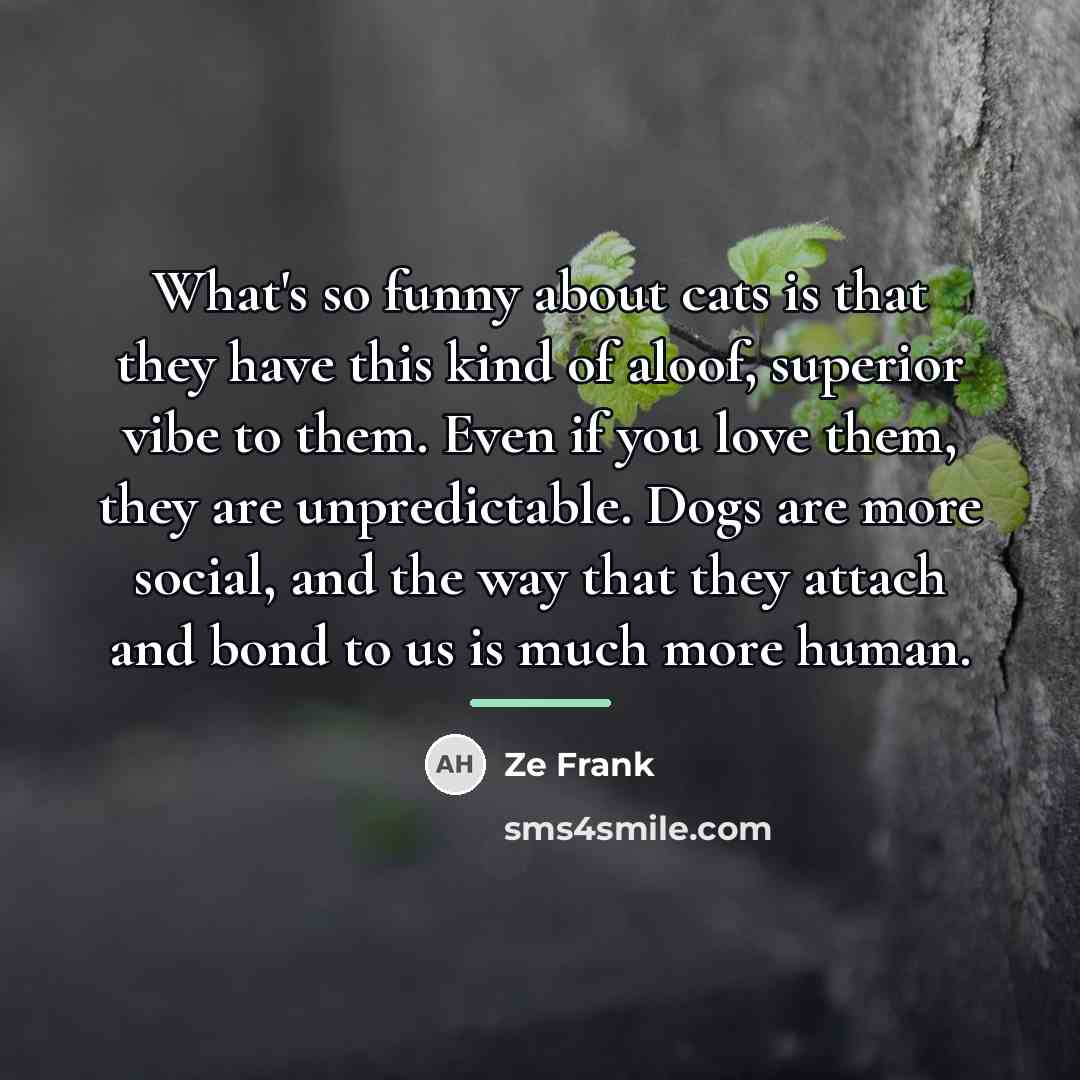“What's so funny about cats is that they have this…” quote by Ze Frank
