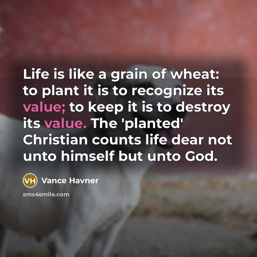 “Life is like a grain of wheat: to plant it…” quote by Vance Havner
