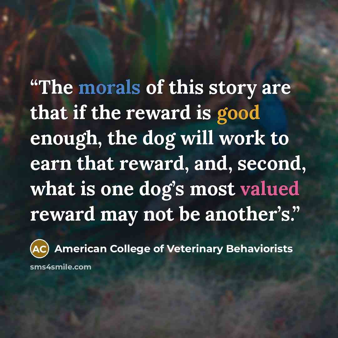 “The morals of this story are that if the reward is good enough, the dog will work to earn that reward, and, second, what is one dog’s most valued reward may not be another’s.” quote by American College of Veterinary Behaviorists