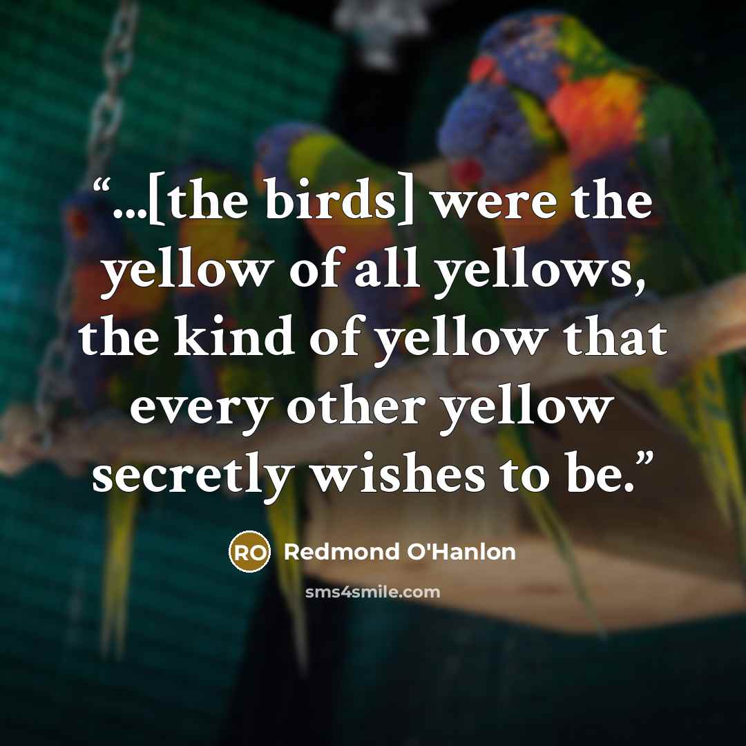 “...[the birds] were the yellow of all yellows, the kind of yellow that every other yellow secretly wishes to be.” quote by Redmond O'Hanlon