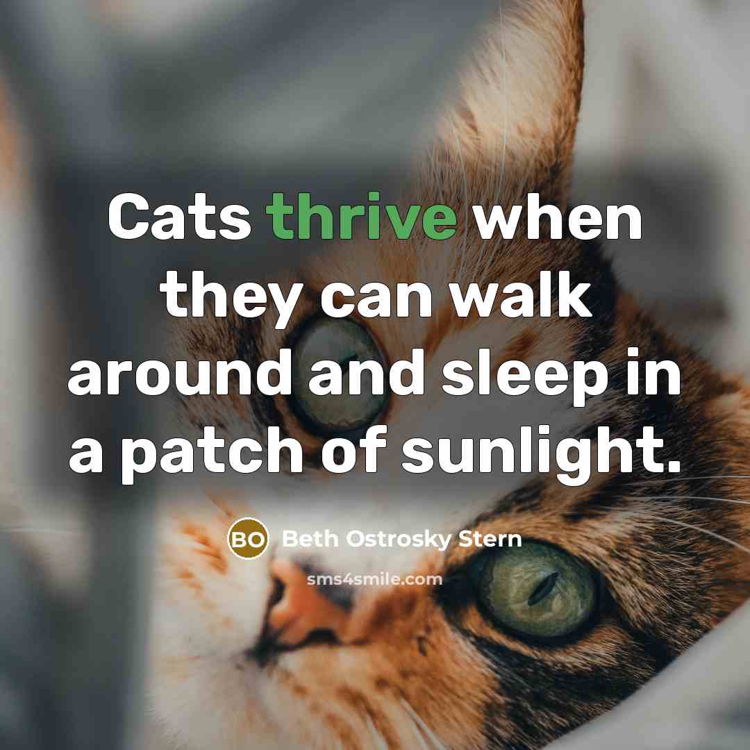 “Cats thrive when they can walk around and sleep in…” quote by Beth Ostrosky Stern