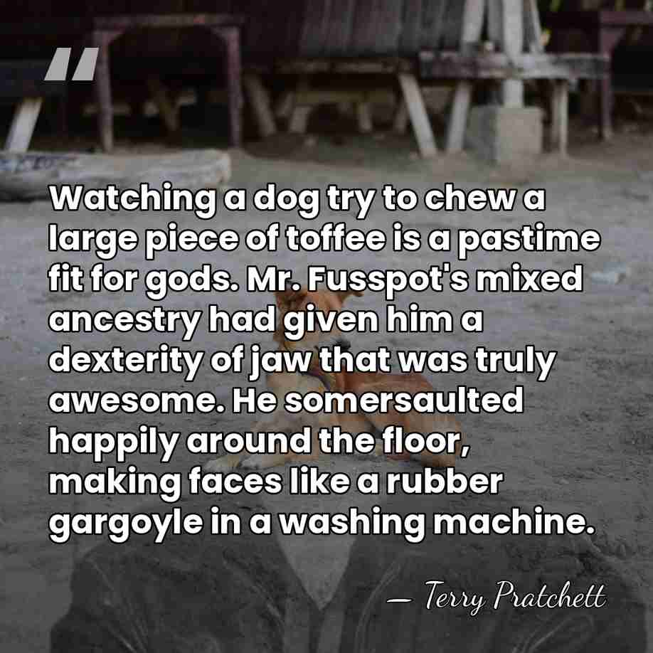 Watching a dog try to chew a large piece of toffee is&hellip; - Terry Pratchett